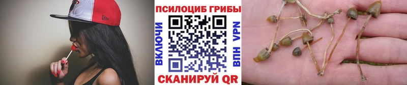 магазин  наркотиков  Новозыбков  кракен сайт  Псилоцибиновые грибы MAGIC MUSHROOMS 